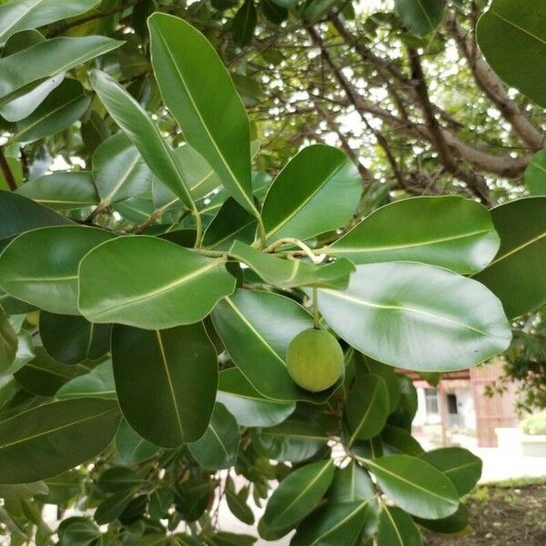 Calophyllum inophyllum Blatt