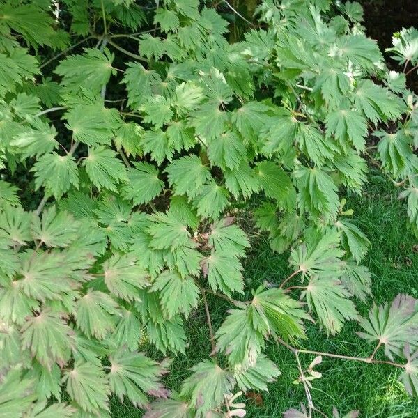 Acer palmatum Folha