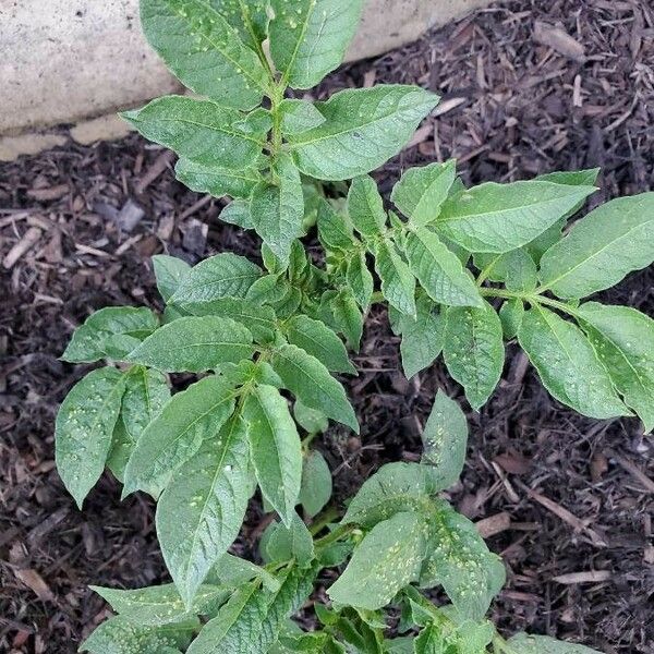 Solanum tuberosum Hoja