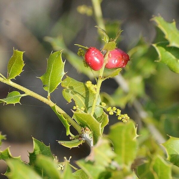 Quercus coccifera Blad