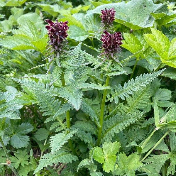 Pedicularis recutita Hábitos