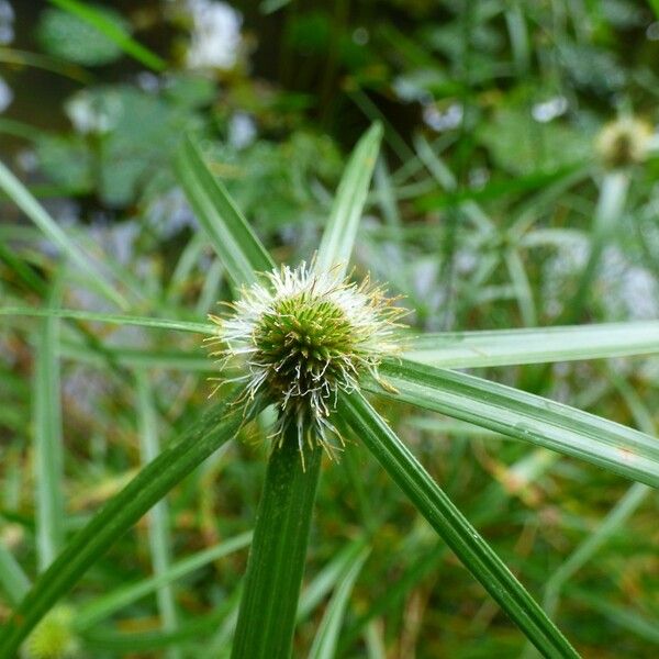 Cyperus melanospermus Λουλούδι