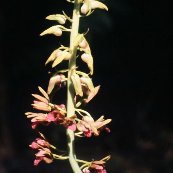 Eulophia alta Flower