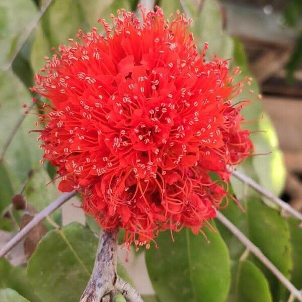 Brownea grandiceps Blomst