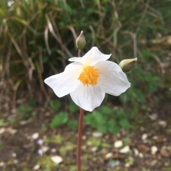 Eomecon chionantha Flor