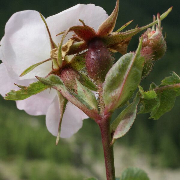Rosa montana Kvet