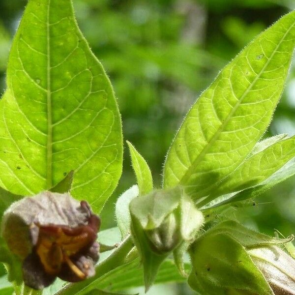 Atropa bella-donna Hostoa