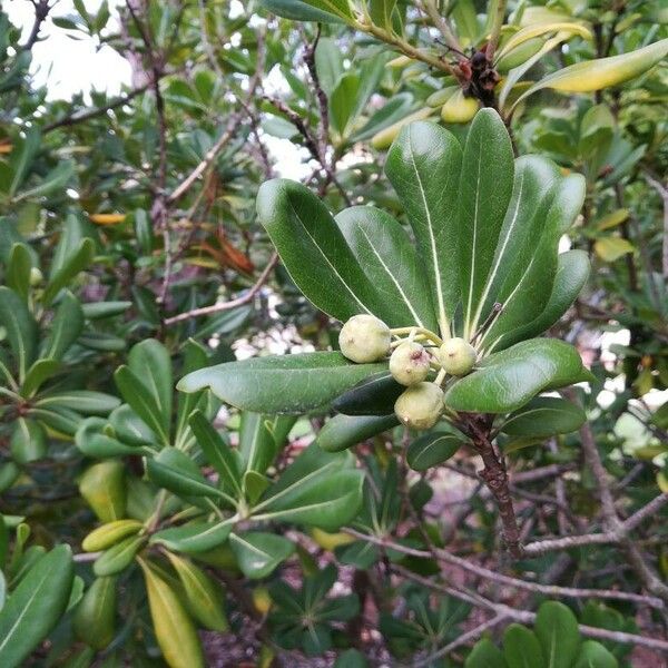 Pittosporum tobira Ліст