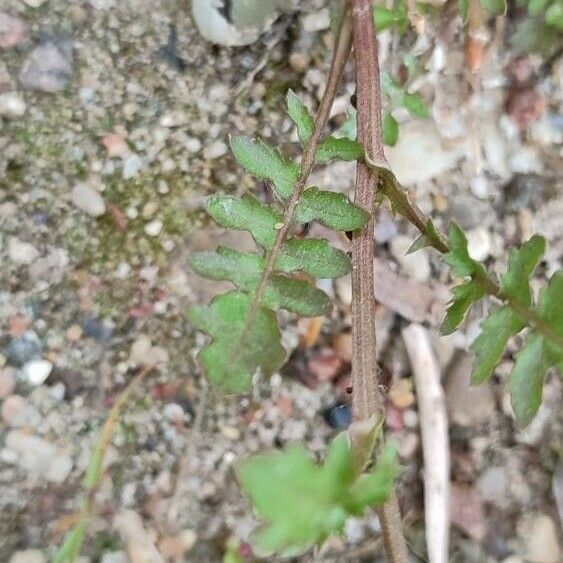 Rorippa palustris ഇല