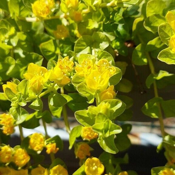Euphorbia spinosa Flower