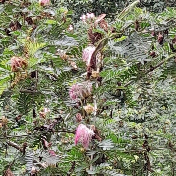 Calliandra surinamensis Цветок