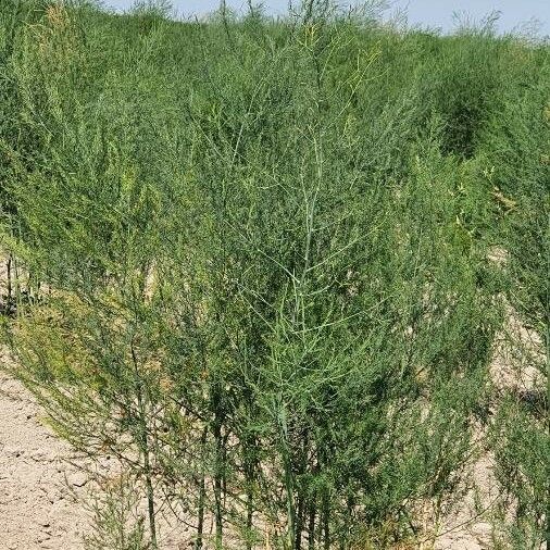 Asparagus officinalis Vivejo