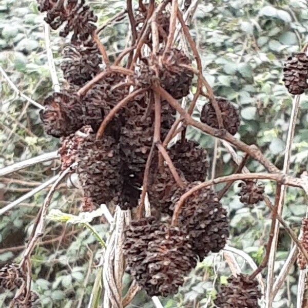 Alnus incana Плод