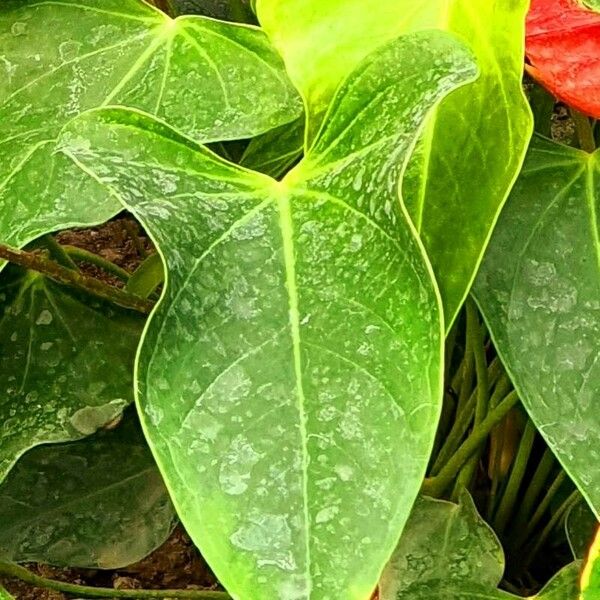 Anthurium faustomirandae Листок