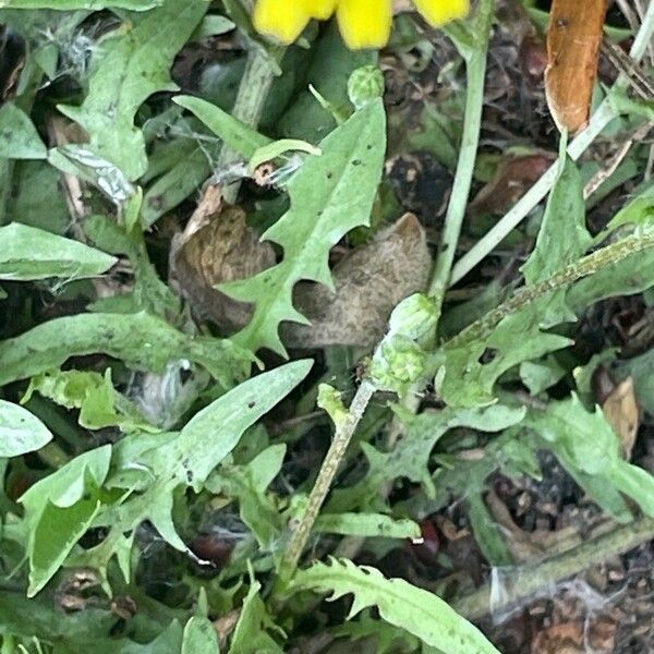 Crepis capillaris ഇല