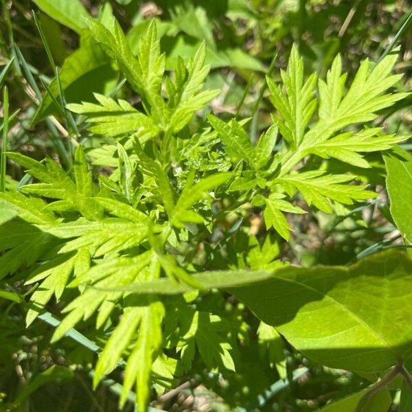 Artemisia verlotiorum List