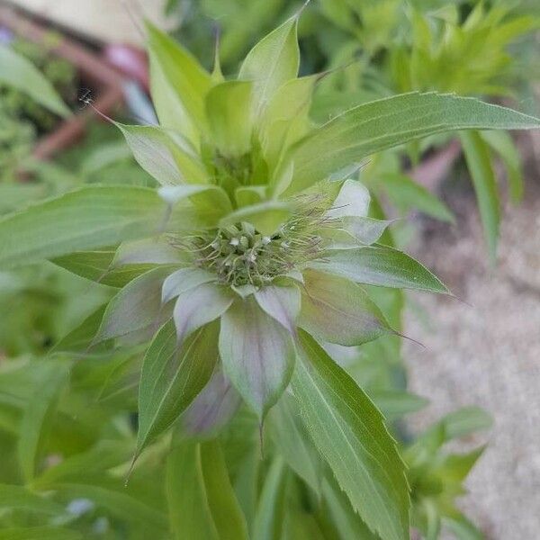 Monarda punctata Leaf