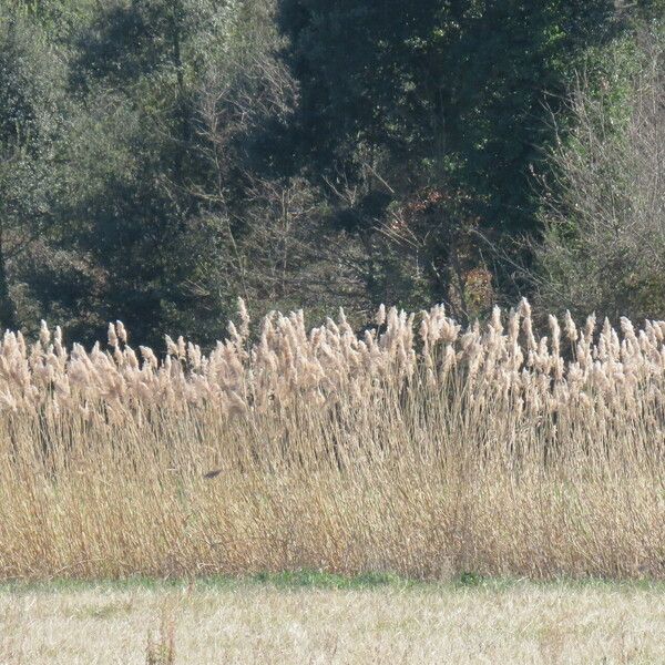 Phragmites australis موطن