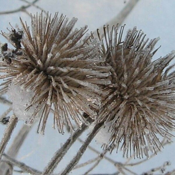 Arctium lappa Owoc