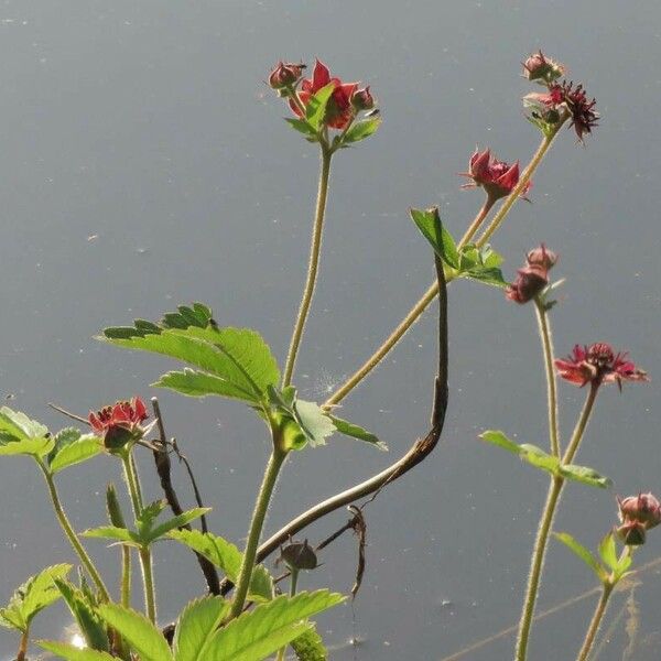 Comarum palustre Fleur