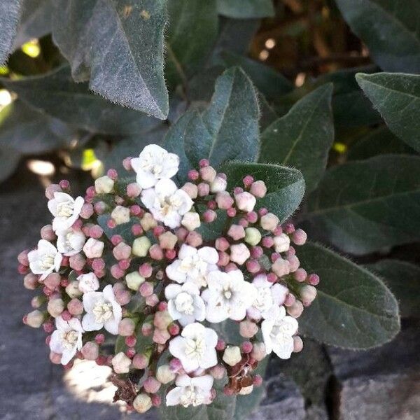 Viburnum tinus Blomst