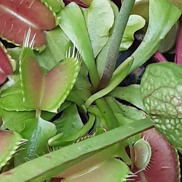 Dionaea muscipula Leaf