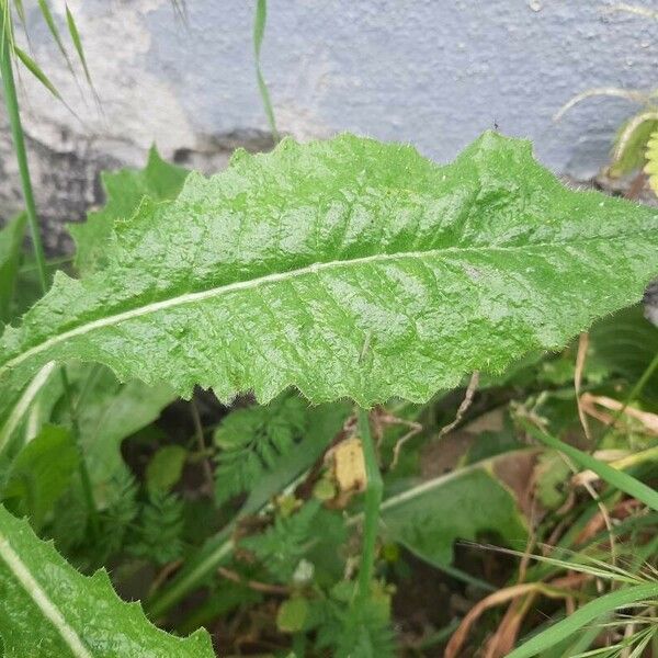 Lactuca virosa Frunză