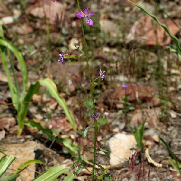 Clarkia rhomboidea Hàbitat