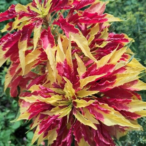 Amaranthus tricolor Blomst