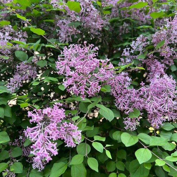 Syringa pubescens Fleur