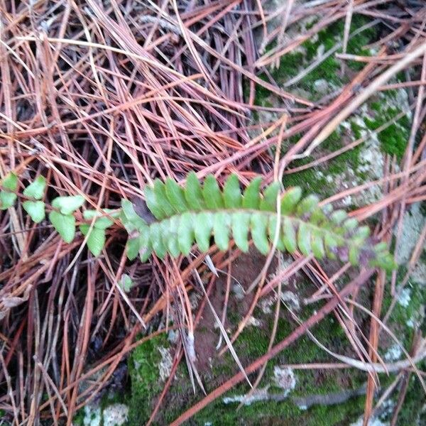 Asplenium platyneuron その他の提案