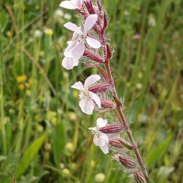 Silene gallica Flower