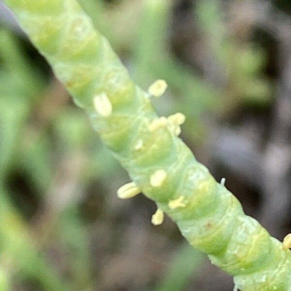 Salicornia europaea Blodyn