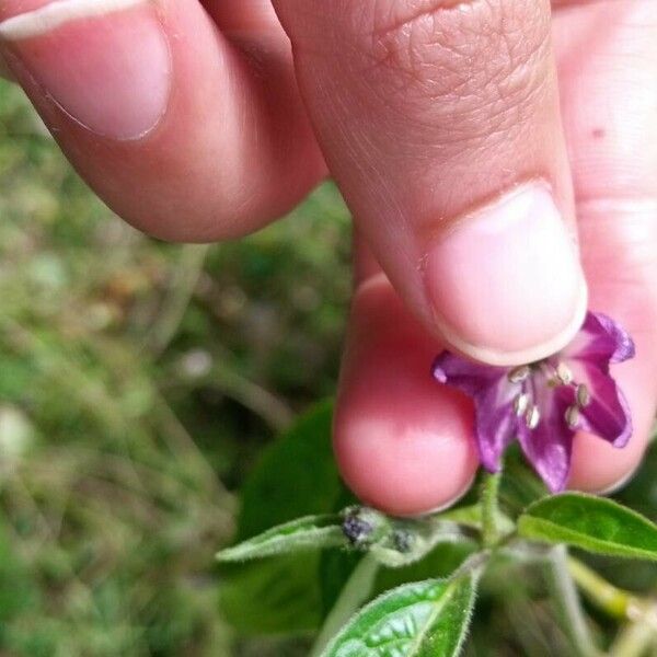 Capsicum pubescens Virág