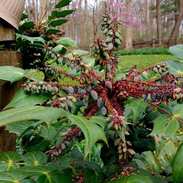 Berberis aquifolium Meyve