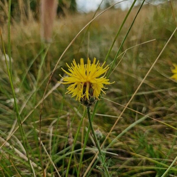 Centaurea rupestris 花