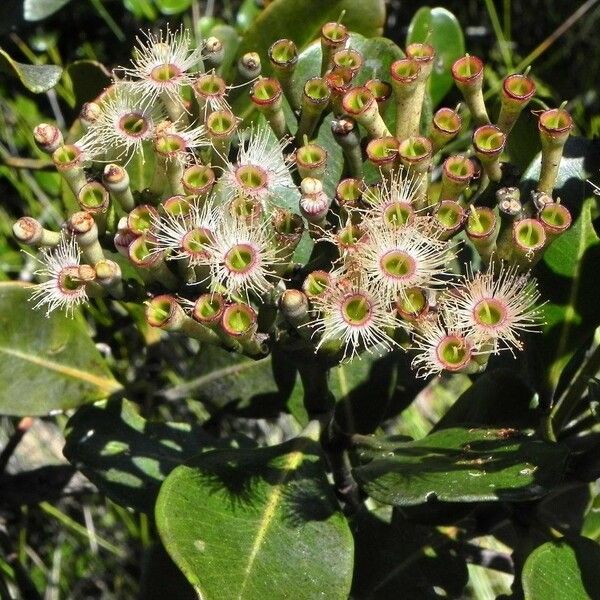 Syzygium multipetalum फूल