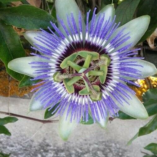 Passiflora caerulea Çiçek