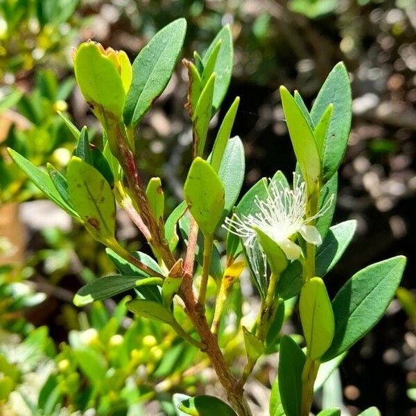 Myrceugenia chrysocarpa Leaf