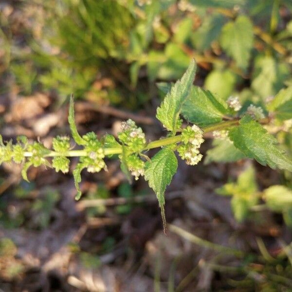 Urtica chamaedryoides Lapas