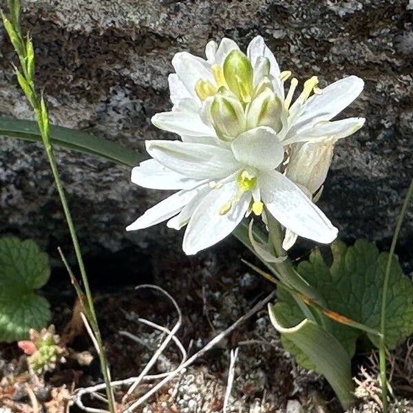 Ornithogalum broteroi Fiore