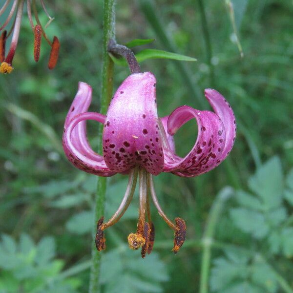 Lilium martagon Λουλούδι