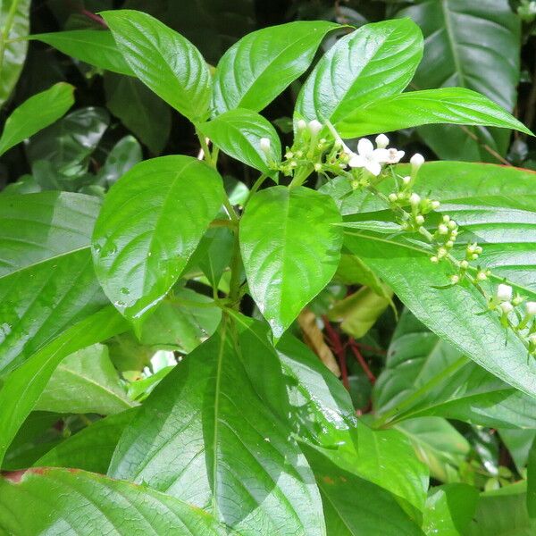 Citharexylum spinosum Folha