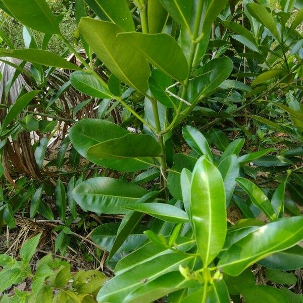 Calophyllum inophyllum Leaf