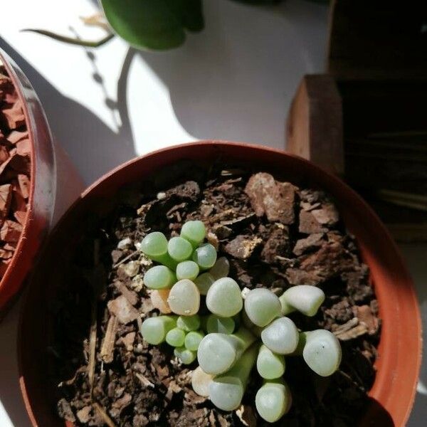 Fenestraria rhopalophylla Blatt