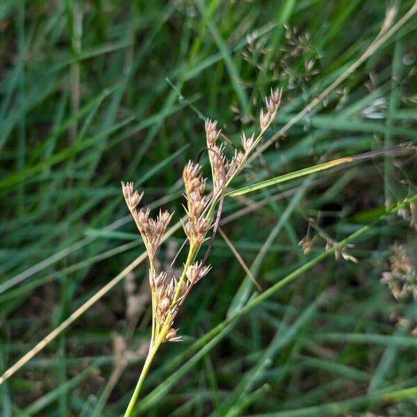 Juncus tenuis Ffrwyth