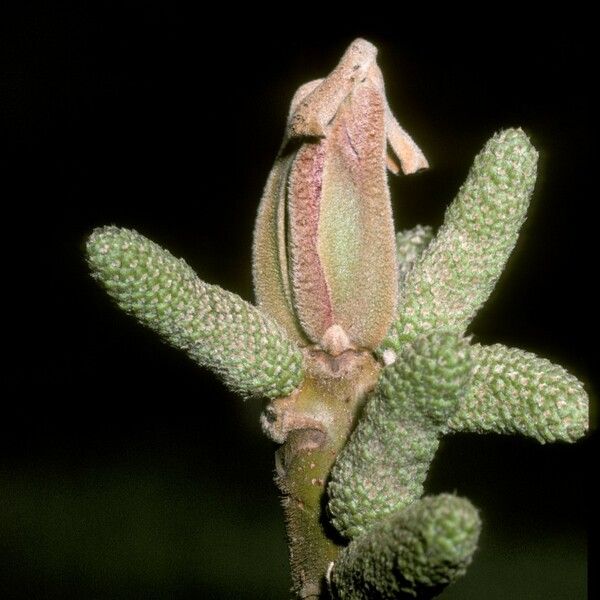 Juglans mandshurica Flower