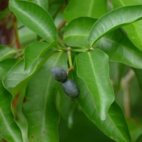 Kopsia arborea Fruit