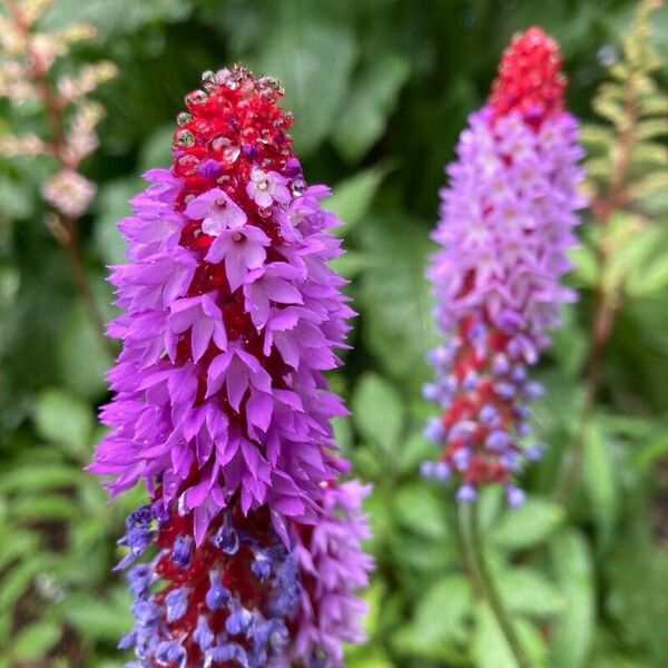 Primula vialii Flower