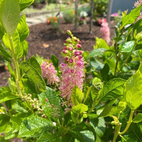 Clethra alnifolia പുഷ്പം